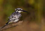 Pied Kingfisher