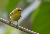 African  Yellow White-eye