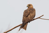 Black Kite