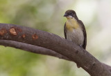 Greater Honeyguide