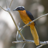 White-Crowned Robin-Chat
