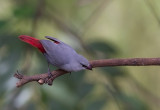 Lavender Waxbill