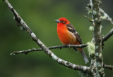 Flame-colored Tanager