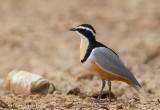 Egyptian Plover