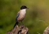 Iberian Magpie - Blue Magpie