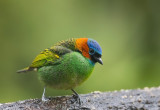 Red-necked Tanager