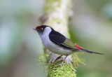 Pin-tailed Manakin