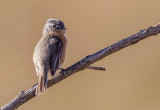 Grey-backed Tachuri