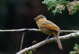 Brown Tanager