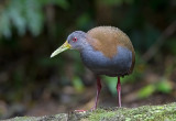 Slaty-breasted Wood Rail