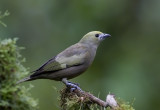 Palm Tanager