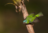 Blue Dacnis (f)