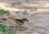 Riverbank Warbler