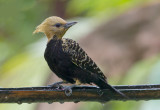 Blond-crested Woodpecker