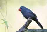 Black-Throated Grosbeak (f)