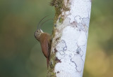 Black-billed Scythebill