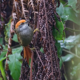 Rufous-capped Spinetail