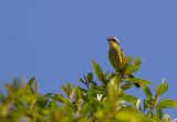 Three-striped Flycatcher