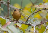 Buff-fronted Foliage-Gleaner