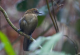 White-shouldered Fire-Eye(f)