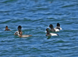 Greater scaup
