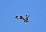 Osprey