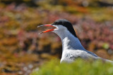 Common tern