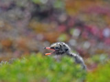 Common tern
