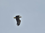 White-tailed Eagle