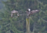 Common Buzzard