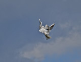 Black-headed Gull