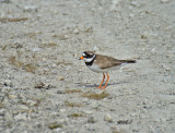 Common Ringed Plover