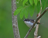 European Pied Flycatcher