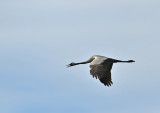Common Crane