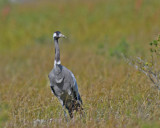 Common Crane