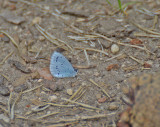 Tosteblåvinge (Celastrina argiolus)