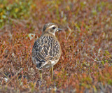 Eurasian Dotterel