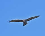 Common Buzzard