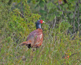 Common Pheasant