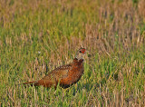 Common Pheasant