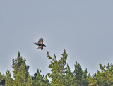 White-tailed Eagle