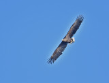 White-tailed Eagle