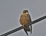 Eurasian Hobby