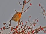 European Robin