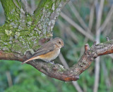 Common Redstart