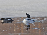 Common Goldeneye
