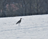 Eurasian Curlew