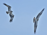 Osprey