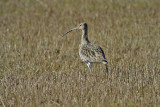 Eurasian Curlew