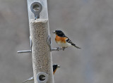 Brambling